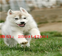 黄石哪里有哈士奇出售 哪里有红色哈士奇 灰色哈士奇多少钱