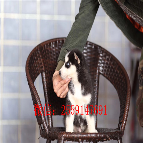 成都哪里卖纯种哈士奇 成都黑色哈士奇价格 成都哪里卖灰色哈士奇