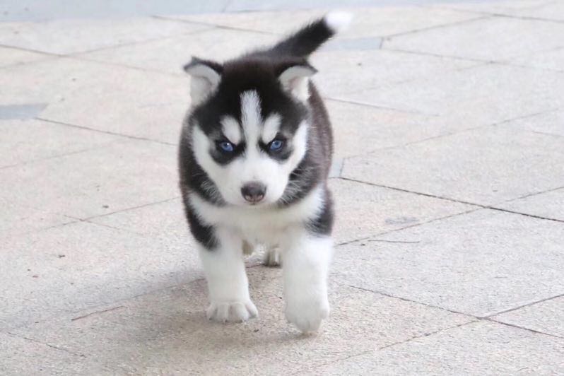 成都哪里卖纯种哈士奇 成都黑色哈士奇价格 成