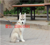成都哪里卖纯种哈士奇 成都黑色哈士奇价格 成都哪里卖灰色哈士奇