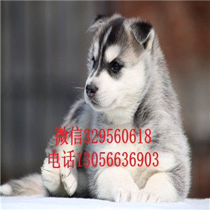 哈尔滨纯种哈士奇小狗价格 哪里有卖哈士奇的 