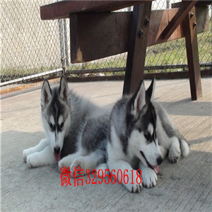 大连哪里有卖哈士奇_哈士奇多少钱_哈士奇如何