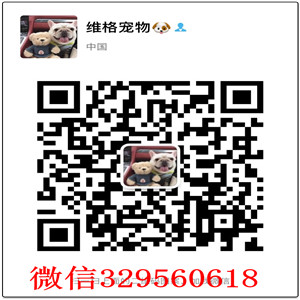  福州哪里能买到纯种哈士奇 福州哪里有卖纯种