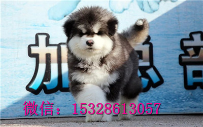 临夏哪里有哈士奇出售健康哈士奇多少钱二哈图