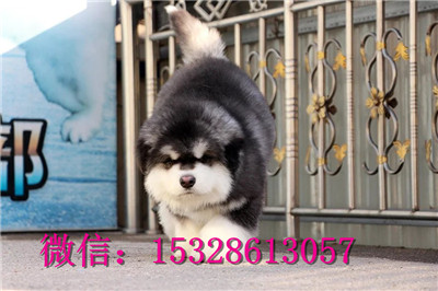 潍坊哪里的哈士奇便宜赛级哈士奇多少钱二哈图