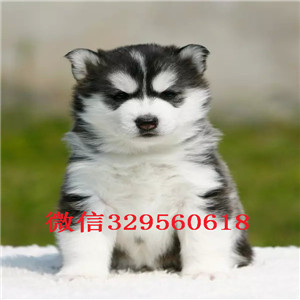  北京犬舍哪里卖哈士奇二哈蓝眼哈士奇多少钱黑白灰色二哈雪橇犬黑白哈士奇多少钱