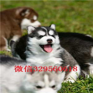  成都哪里有卖哈士奇多少钱能买到纯种哈士奇