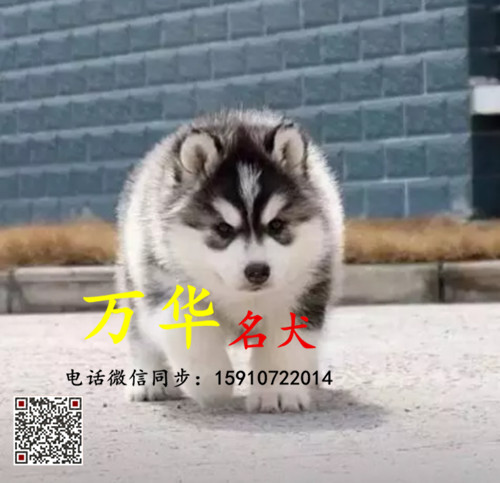 双血统三火蓝眼哈士奇多少钱 哈士奇图片 哈士