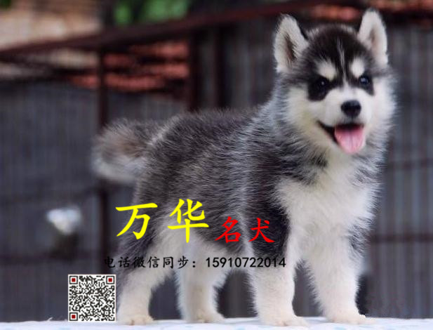 纯种熊版哈士奇 熊版哈士奇多少钱 哈士奇犬舍