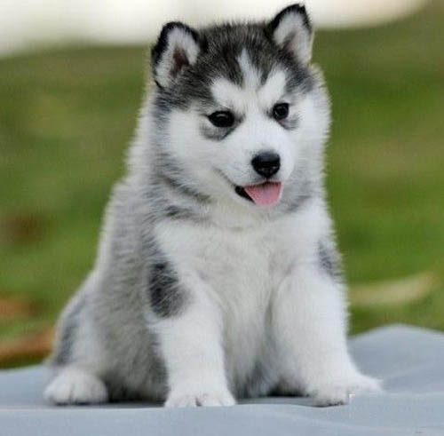 中山一般在哪里有卖狗 中山买哈士奇去哪里 哈