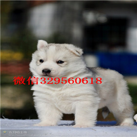  平顶山哪里出售纯种哈士奇赛级哈士奇幼犬双蓝眼三把火精品哈士奇纯种哈士奇