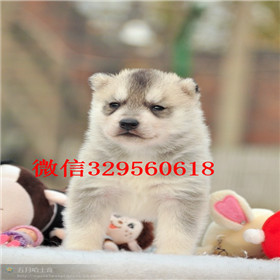  平顶山哪里出售纯种哈士奇赛级哈士奇幼犬双