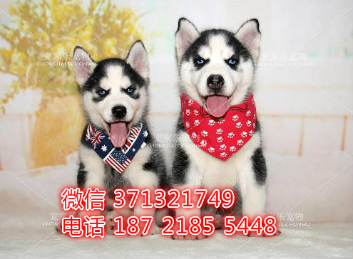 哈士奇犬出售纯种幼犬南京犬舍出售二哈 雪橇犬