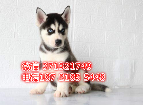 广州哈士奇犬出售纯种幼犬 广州哪里有卖哈士