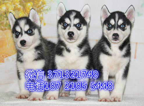 济南哈士奇犬出售一窝 健康聪明的二哈，找新家