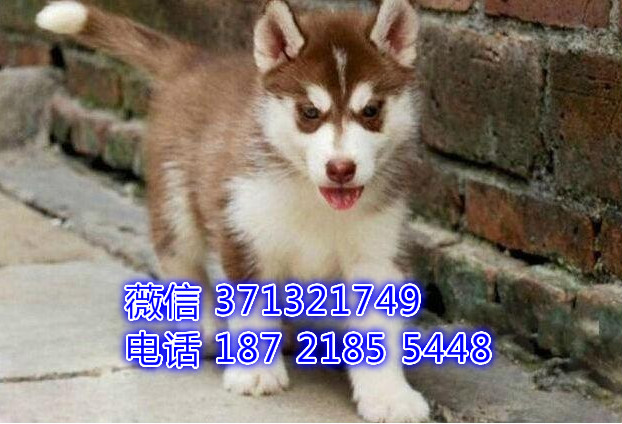 哈士奇出售，深圳特价哈士奇狗狗，全国发