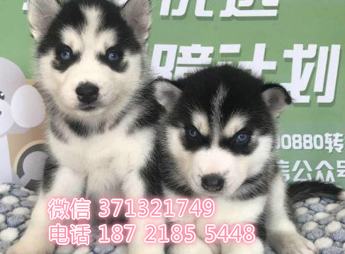哈士奇犬出售纯种，一窝蓝眼睛二哈找新家了
