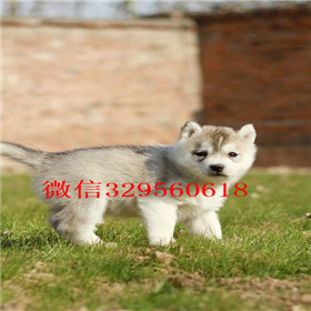  成都哪里能买到纯种哈士奇双蓝眼哈士奇多少
