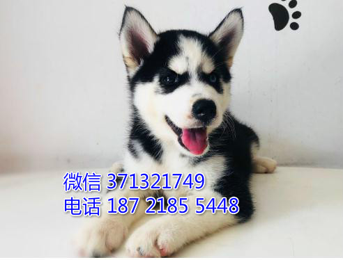 哈士奇犬出售纯种幼犬，北京犬舍出售 二哈