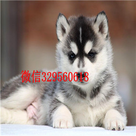  大连哪里卖哈士奇幼犬哈士奇好养吗精品纯种