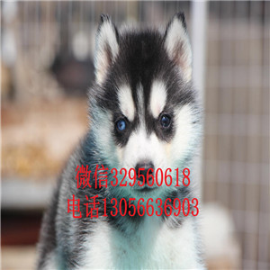  北京哪里有卖哈士奇的哈士奇养殖场出售双蓝眼三把火精品哈士奇哈士奇图片