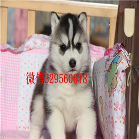  福州哪里能买到纯种哈士奇赛级哈士奇幼犬纯