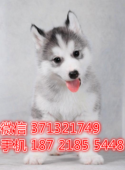 哈士奇犬出售，灰色哈士奇狗狗健康聪明好