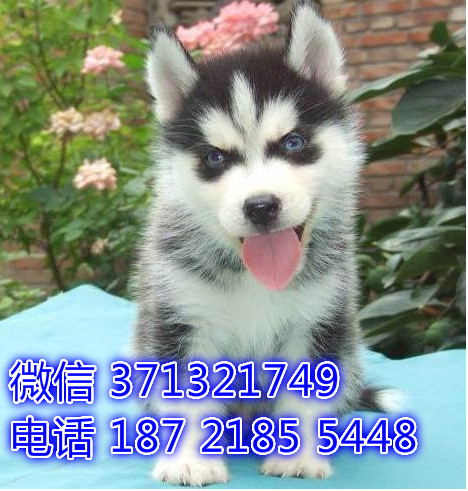 大连哈士奇犬出售纯种 犬舍出售二哈 雪橇犬狗