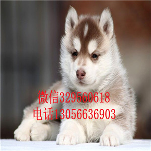  大连哪里有哈士奇出售 双蓝眼哈士奇出售 哈
