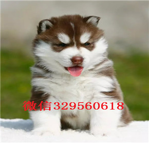  潍坊哪里有卖哈士奇的赛级哈士奇幼犬纯种哈