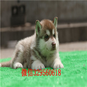  哈尔滨哪里出售纯种哈士奇赛级哈士奇幼犬纯种哈士奇宝宝黑眼纯种哈士奇幼犬