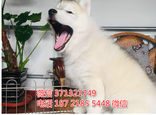 长沙哈士奇犬出售纯种幼犬 长沙哪里有卖哈士奇犬