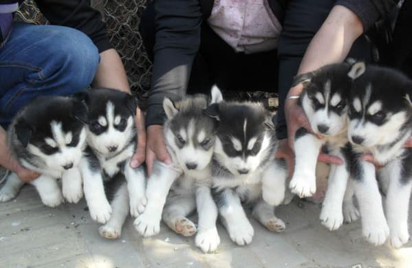 北京宠物狗犬舍出售纯种哈士奇犬哪里有宠物狗市场买狗领养宠物信息网
