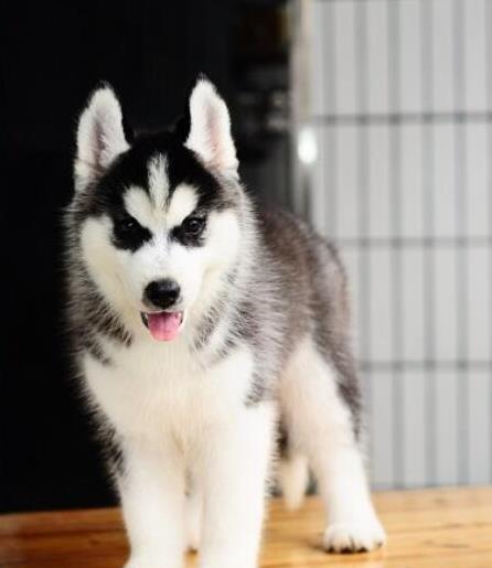 杭州犬舍出售纯种哈士奇犬 狗市在哪 哈士奇好