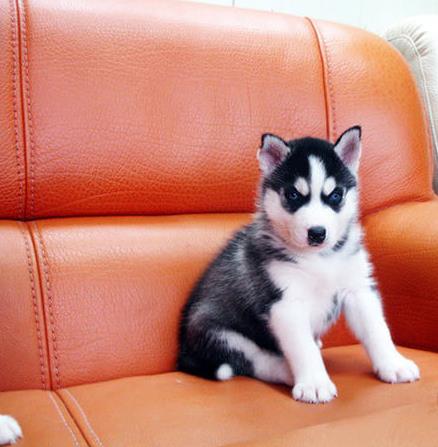 北京宠物狗犬舍出售纯种哈士奇犬哪里有宠物狗