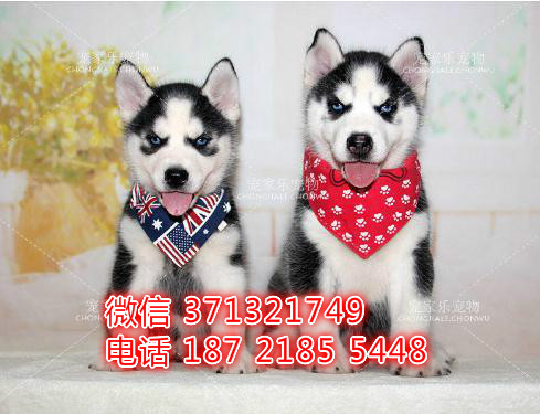 广州犬舍出售 哈士奇犬幼犬 广州犬舍在哪里有宠物狗狗