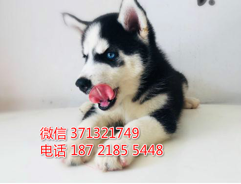 二哈出售，广州哈士奇犬出售纯种幼犬 广州狗场