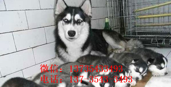 长沙宠物狗狗出售纯种哈士奇犬宠物店犬舍