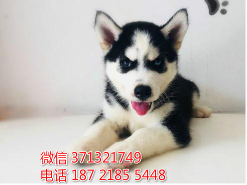 二哈出售，广州哈士奇犬出售纯种幼犬 广州狗场