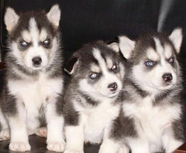 长沙宠物狗狗领养哈士奇犬本地犬舍狗市场在哪