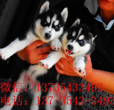 衡阳犬舍出售纯种哈士奇犬宠物狗市场在哪 网上哪有买狗卖狗