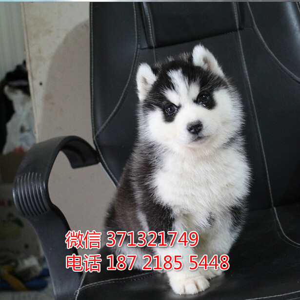 南京狗场出售 哈士奇犬幼犬狗狗 南京犬舍狗场