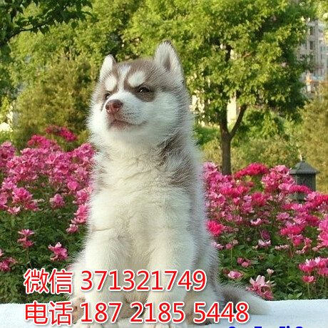 沈阳犬舍 特价哈士奇犬幼犬狗狗 沈阳狗场