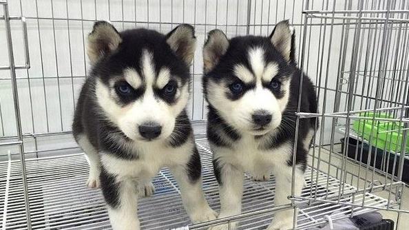 北京犬舍出售纯种哈士奇犬 狗市在哪 哈士奇好