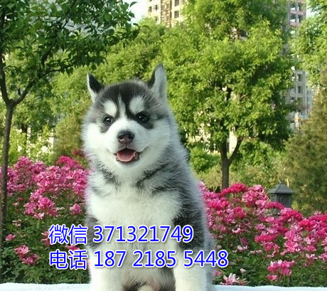 沈阳犬舍 特价哈士奇犬幼犬狗狗 沈阳狗场