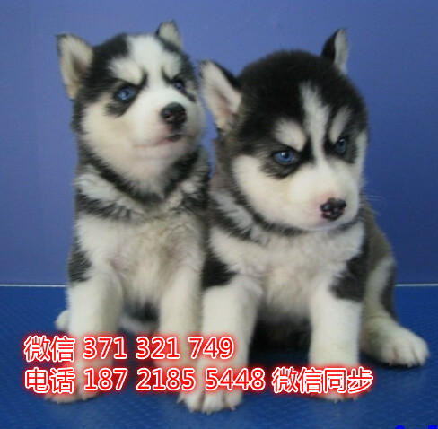 苏州特价 哈士奇犬出售纯种幼犬 苏州哪里有犬