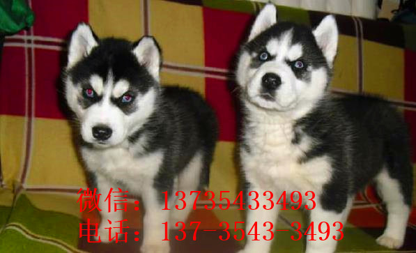 哈尔滨犬舍出售纯种哈士奇犬 狗市在哪 哈士奇好不好养