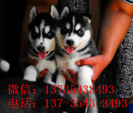 衡阳犬舍出售纯种哈士奇犬宠物狗市场在哪 网上哪有买狗卖狗