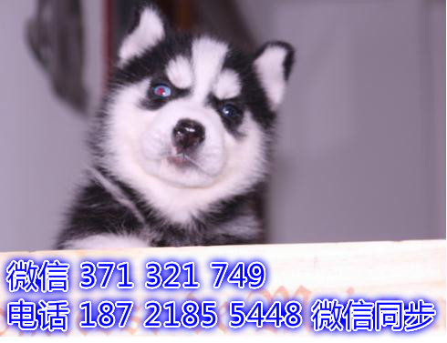 6全国发货 犬舍繁殖 哈士奇犬 出售纯种幼犬 