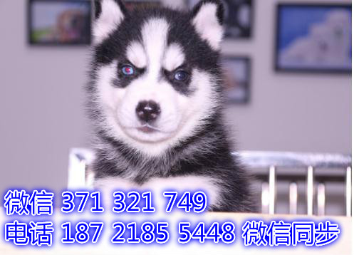 杭州宠物狗狗 哈士奇出售纯种 杭州犬舍狗场